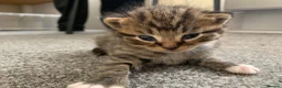 Mixed Breed cats for sale: Garfield  - Advert 9