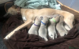 Whippet dogs for sale: Kc registered blue fawn whippets  - Image 5