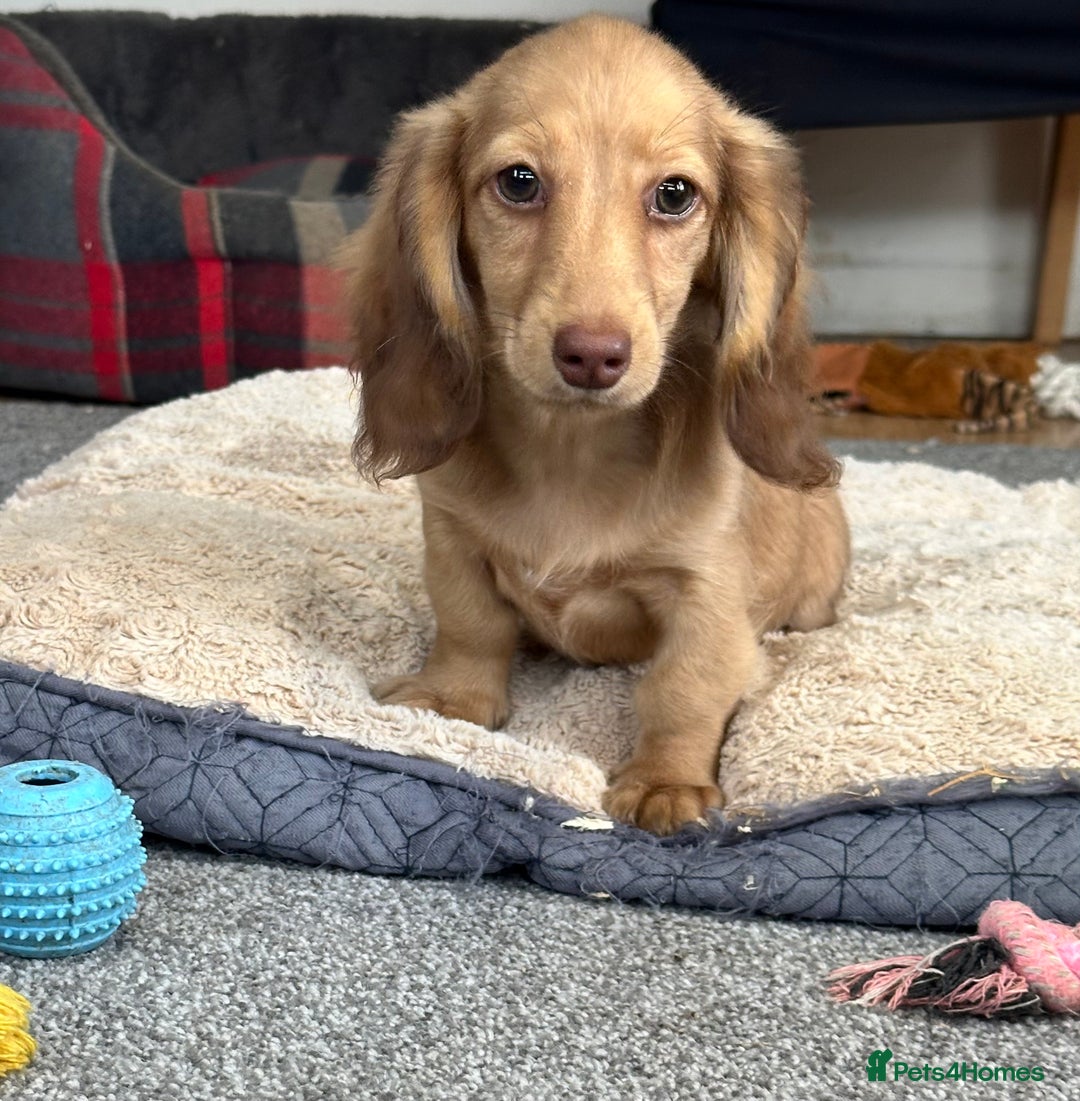 Miniature Dachshund dogs for sale: Gorgeous shaded cream boy and girl - Image 12