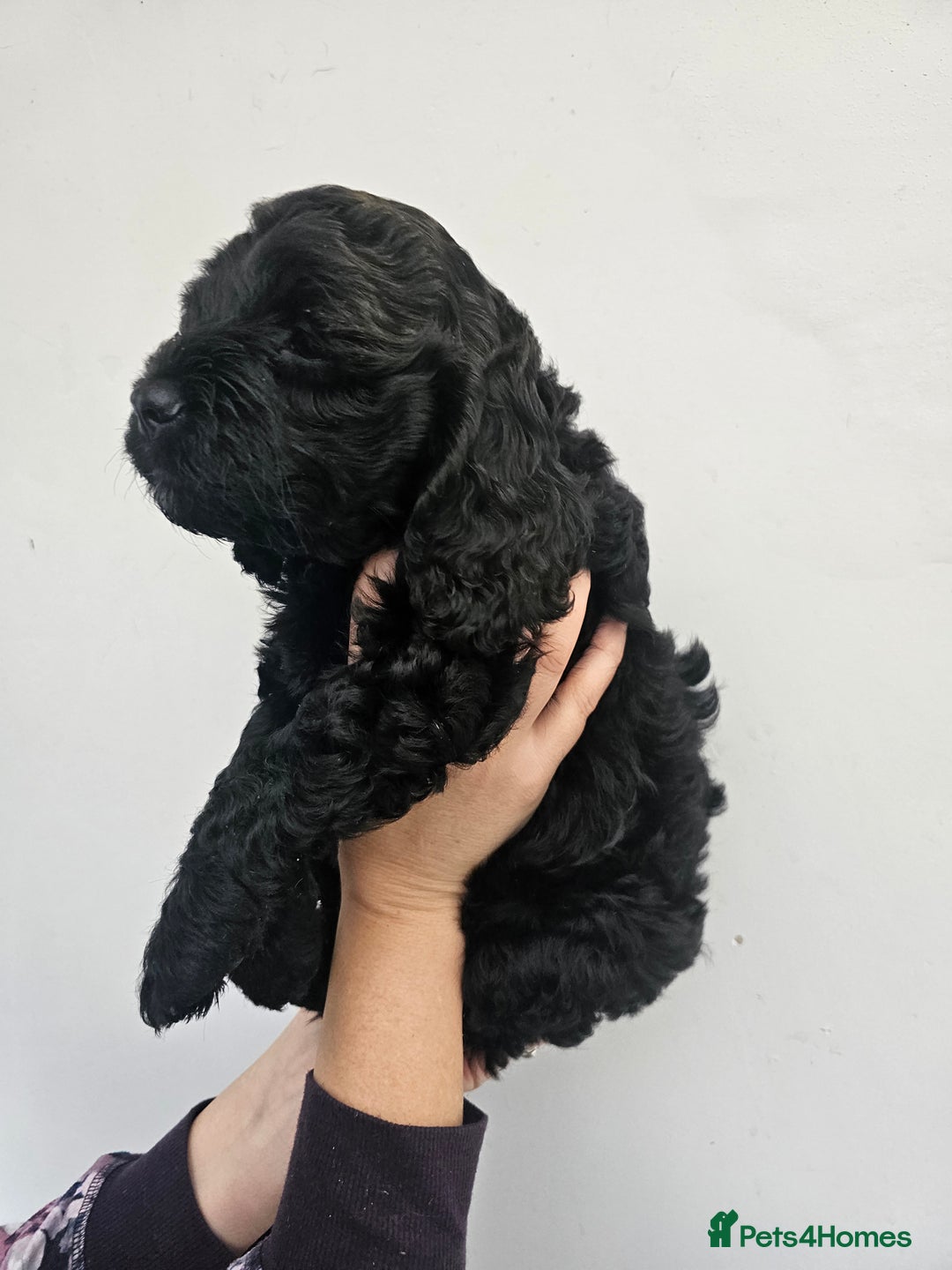 Cockapoo dogs for sale: STUNNING COCKAPOO PUPPIES READY 22nd DECEMBER  - Advert 2