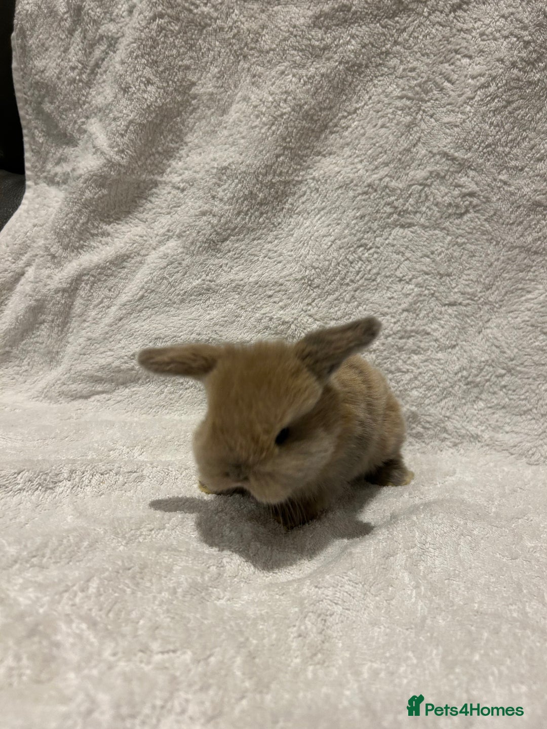 Mini Lop rabbits for sale: Pure Bred Mini Lop Baby Rabbits - Advert 12