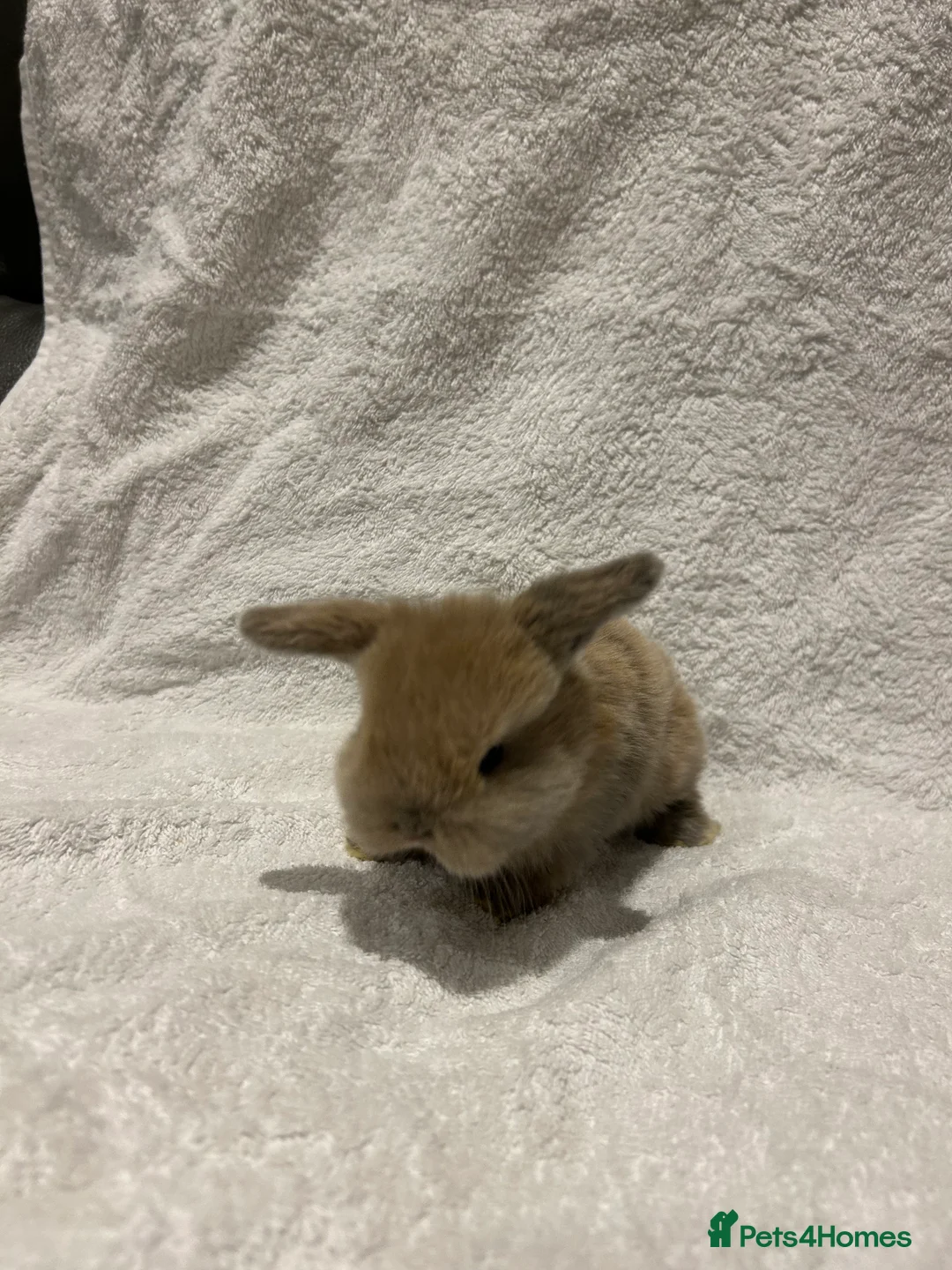 Mini Lop rabbits for sale: Pure Bred Mini Lop Baby Rabbits - Advert 12