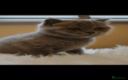 British Shorthair cats for sale: British shorthair kittens for sale  - Image 10