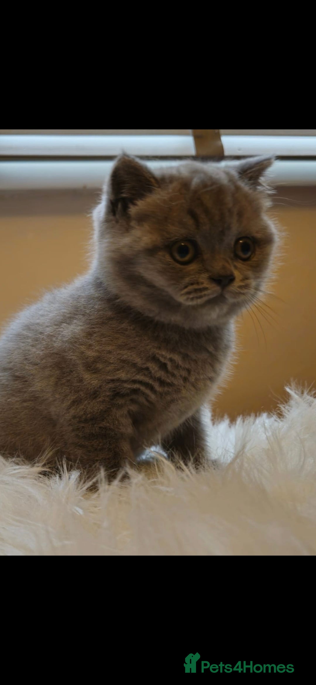 British Shorthair cats for sale: British shorthair kittens for sale  - Image 10