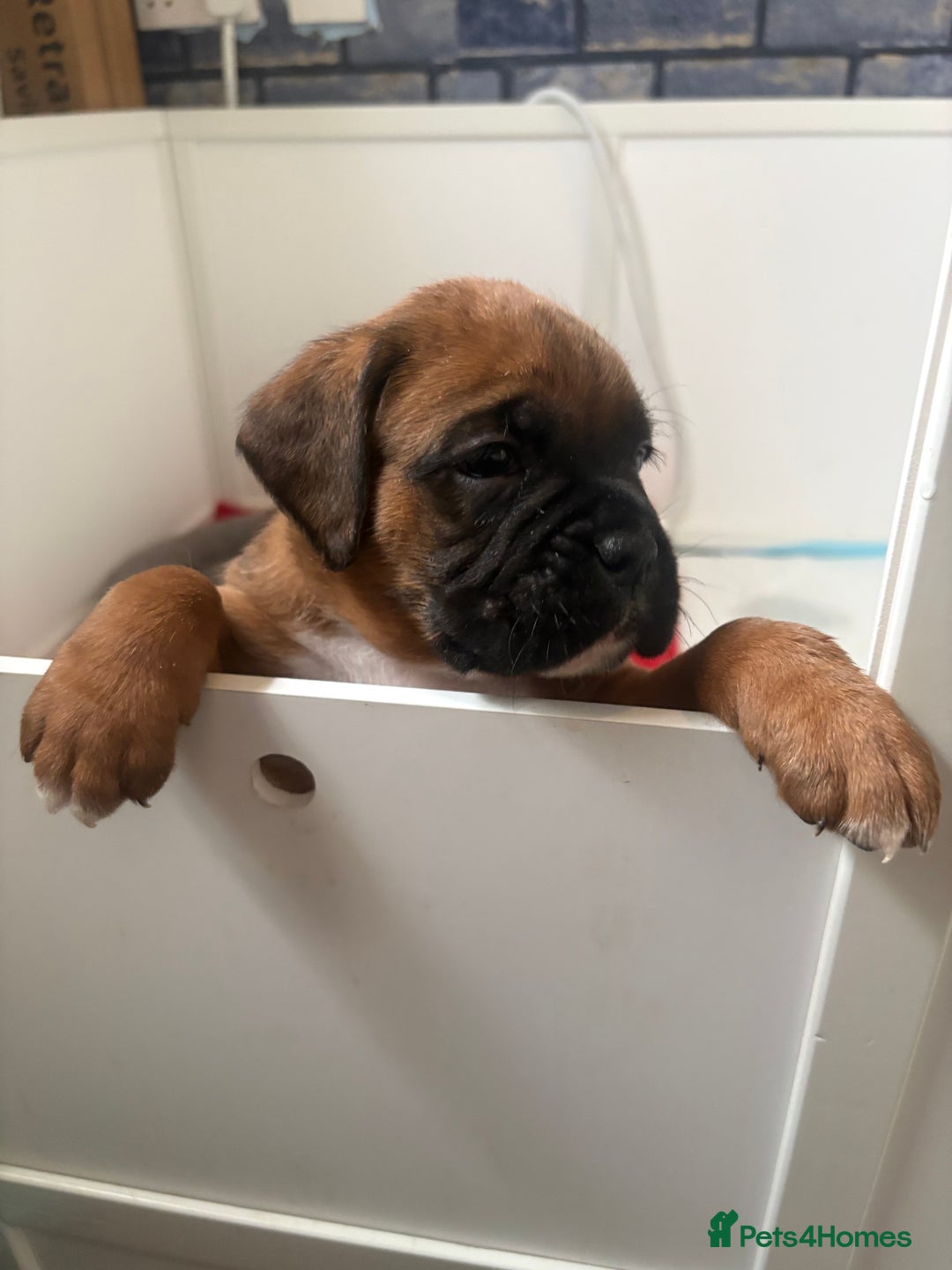 Boxer dogs for sale: 4 Stunning Boxer puppies - Advert 1