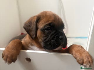 Boxer dogs 4 Stunning Boxer puppies - Advert 2