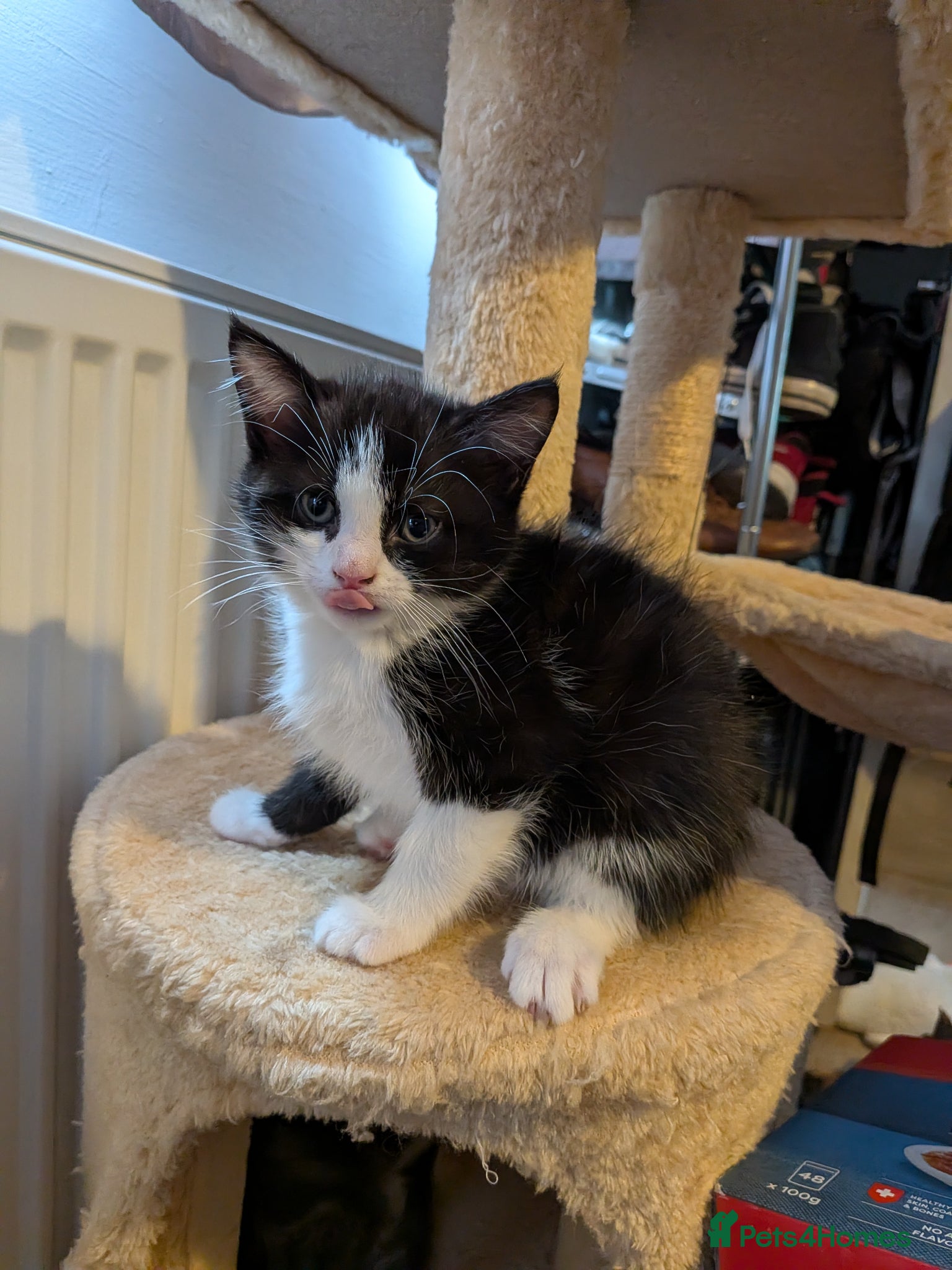 Mixed Breed cats Kittens - Advert 1