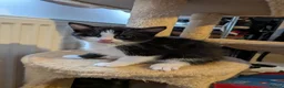 Mixed Breed cats for sale: Kittens - Advert 4