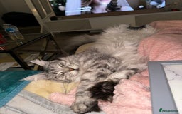 Maine Coon cats for sale: Looking for a temporary home for my cat - Image 4