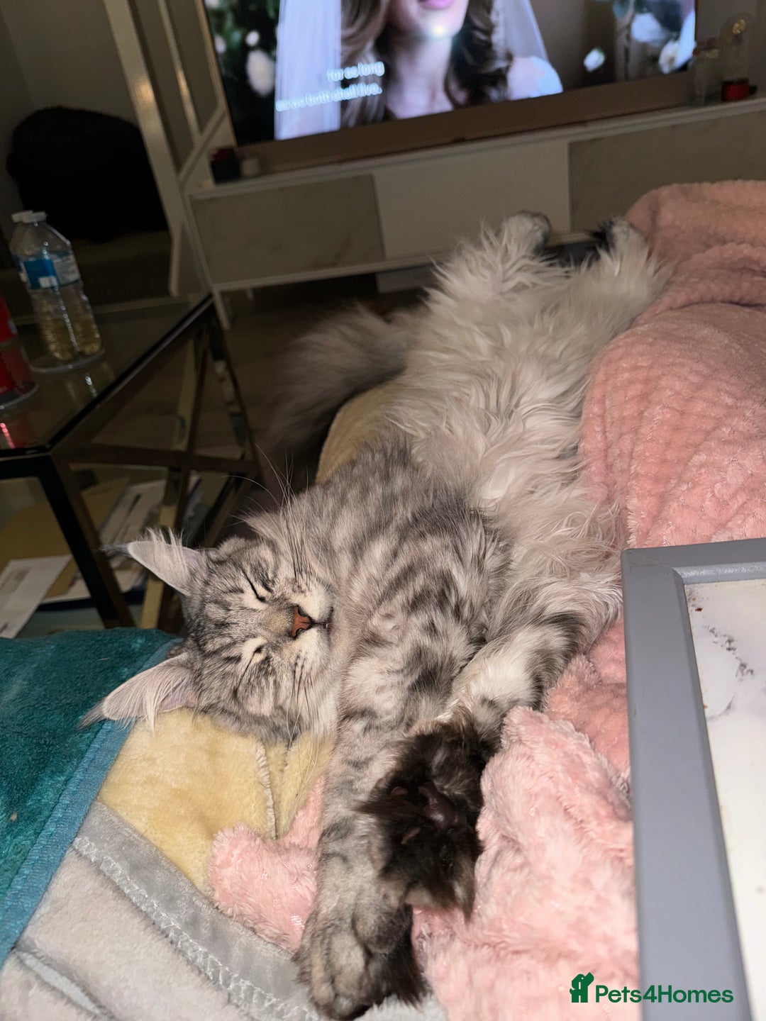 Maine Coon cats for sale: Looking for a temporary home for my cat - Image 4