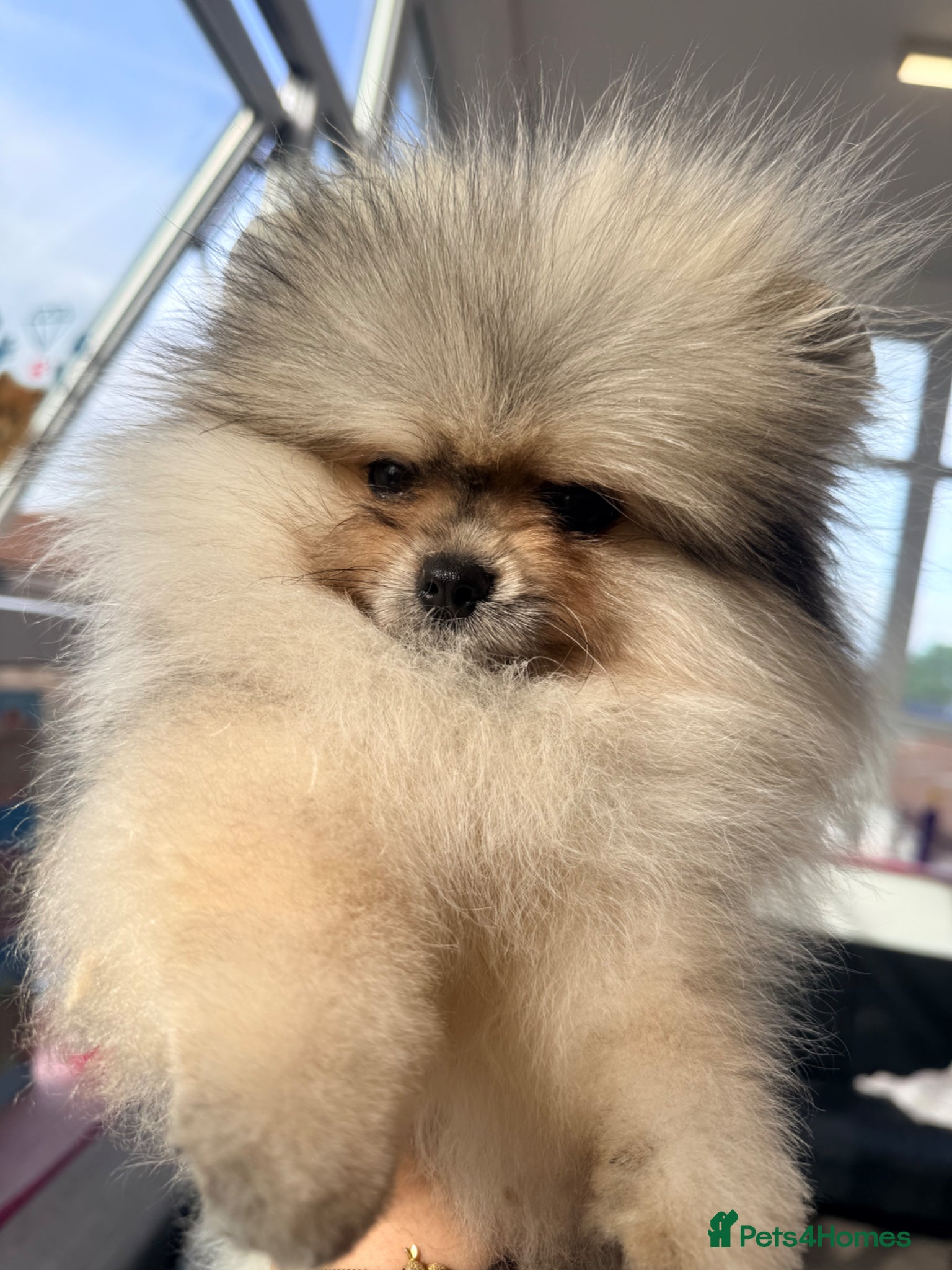 Pomeranian dogs Beautiful teddy face cryptic merle & orange sable  - Advert 13