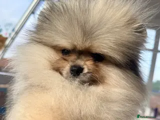 Pomeranian dogs Beautiful teddy face merle - Advert 7