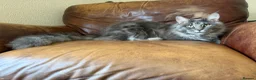 Maine Coon cats for sale: 🐾 BEAUTIFUL MAINE COON KITTENS FOR SALE 🐾 in Margate - Advert 8