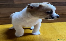 Mixed Breed dogs for sale: Jack Russell with a hint of Bichon Frise. - Image 15
