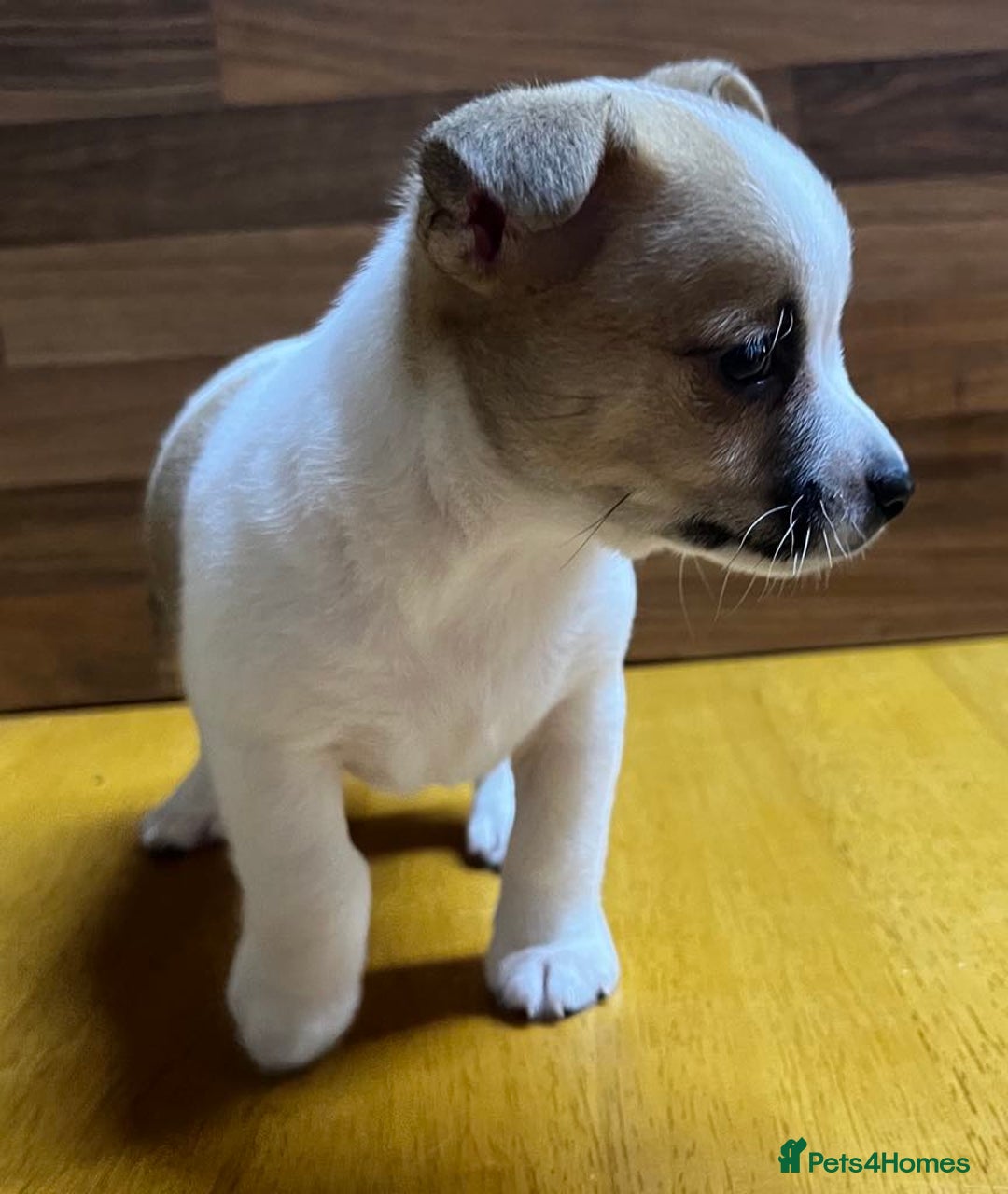 Mixed Breed dogs for sale: Jack Russell with a hint of Bichon Frise. - Image 15