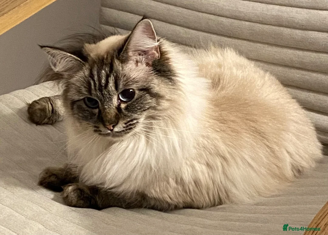 Ragdoll cats for sale: Three ragdolls  - Advert 2