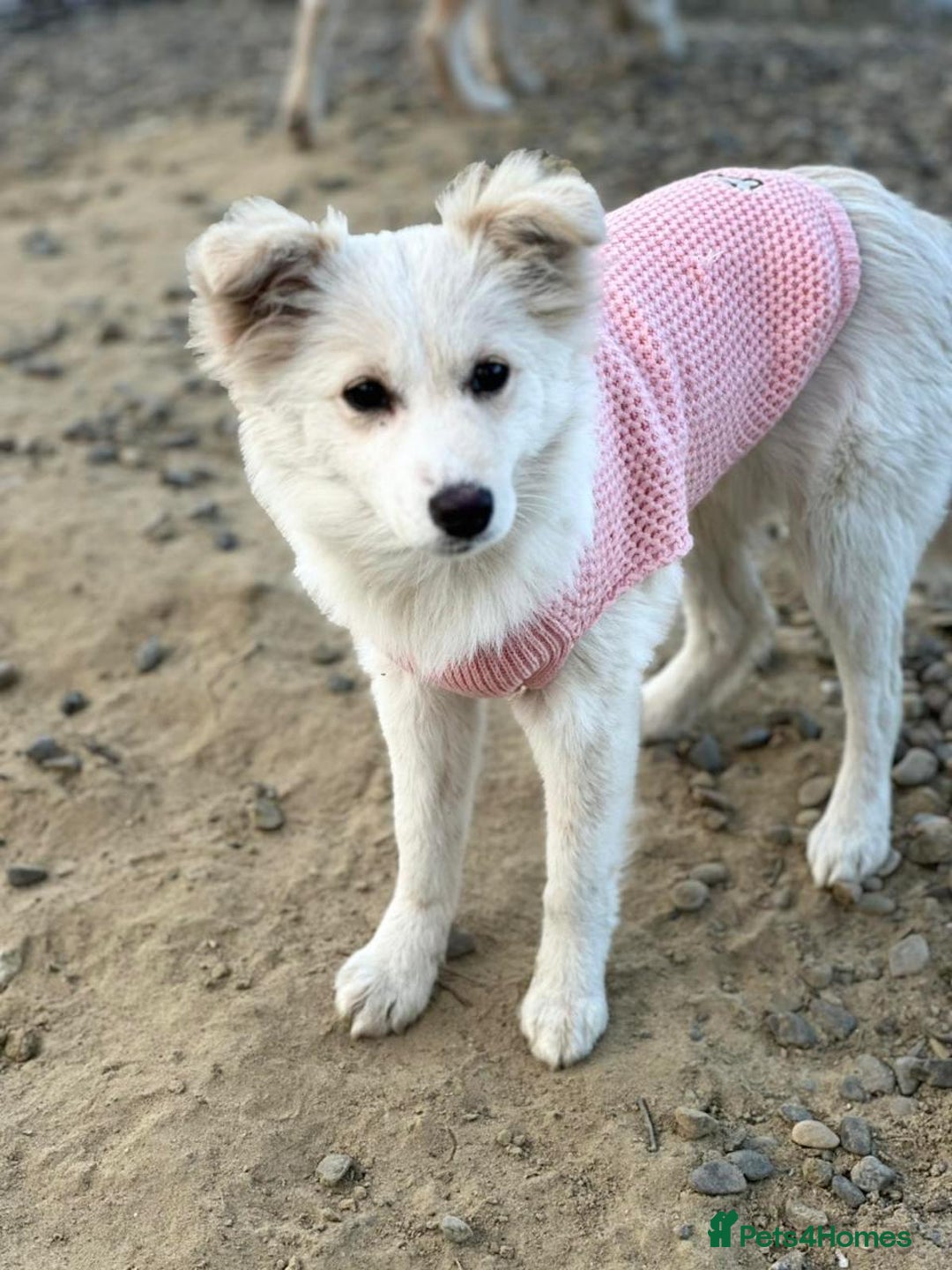 Mixed Breed dogs for adoption: 💖🐶 BESSY & MIKUSHA 💖🐶 - Advert 8