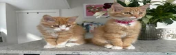 Mixed Breed cats for sale: 2 male kittens  in Knottingley - Advert 3