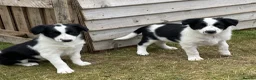 Border Collie dogs for sale: Absolutely Gorgeous Black&White Border Collie Pups - Advert 19