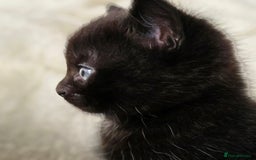 British Shorthair cats for sale: Black and tuxedo baby kittens in Bicester - Image 23