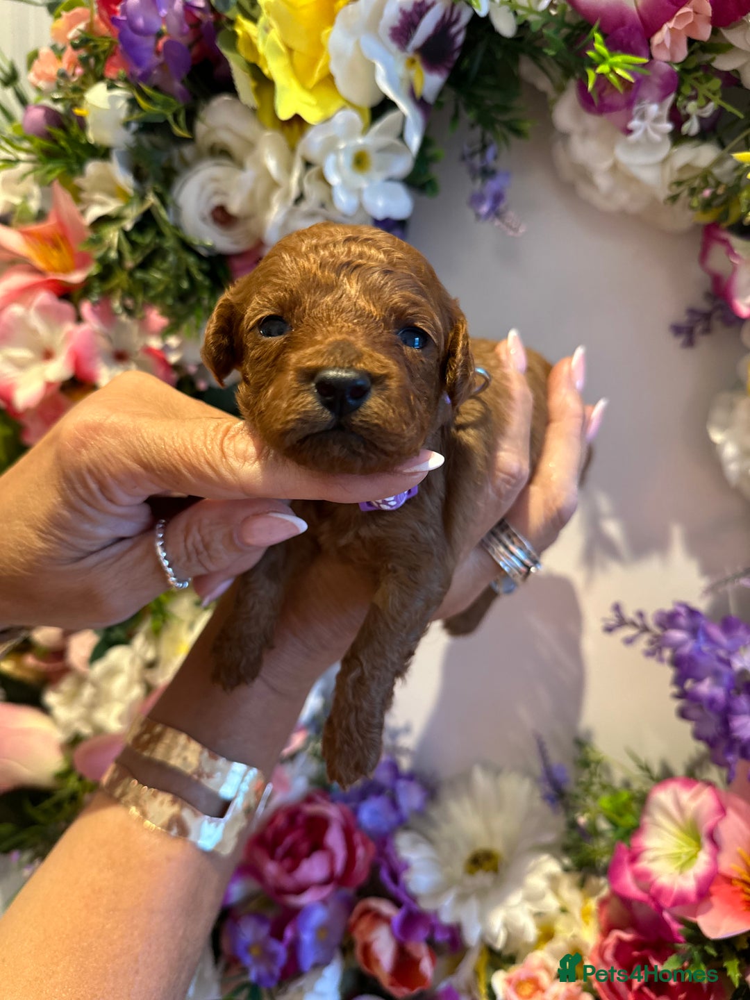Cavapoo dogs for sale: STUNNING DEEP RED CAVAPOO PUPPIES  - Image 28