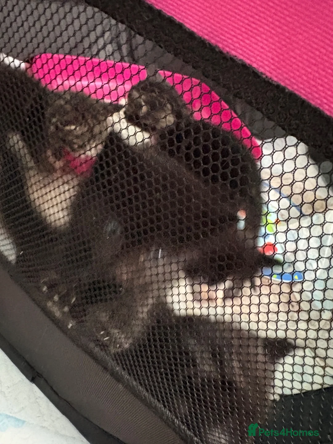 Mixed Breed cats for sale: 2 female and 2 male kittens  - Advert 8