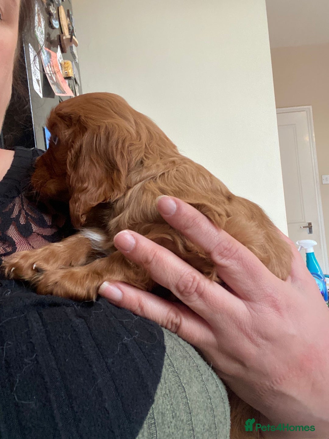 Cavalier King Charles Spaniel dogs for sale: Super sad URGENT rehoming - Advert 4