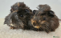 Guinea Pig rodents for sale: Baby female guinea pigs ready to reserve - Image 4