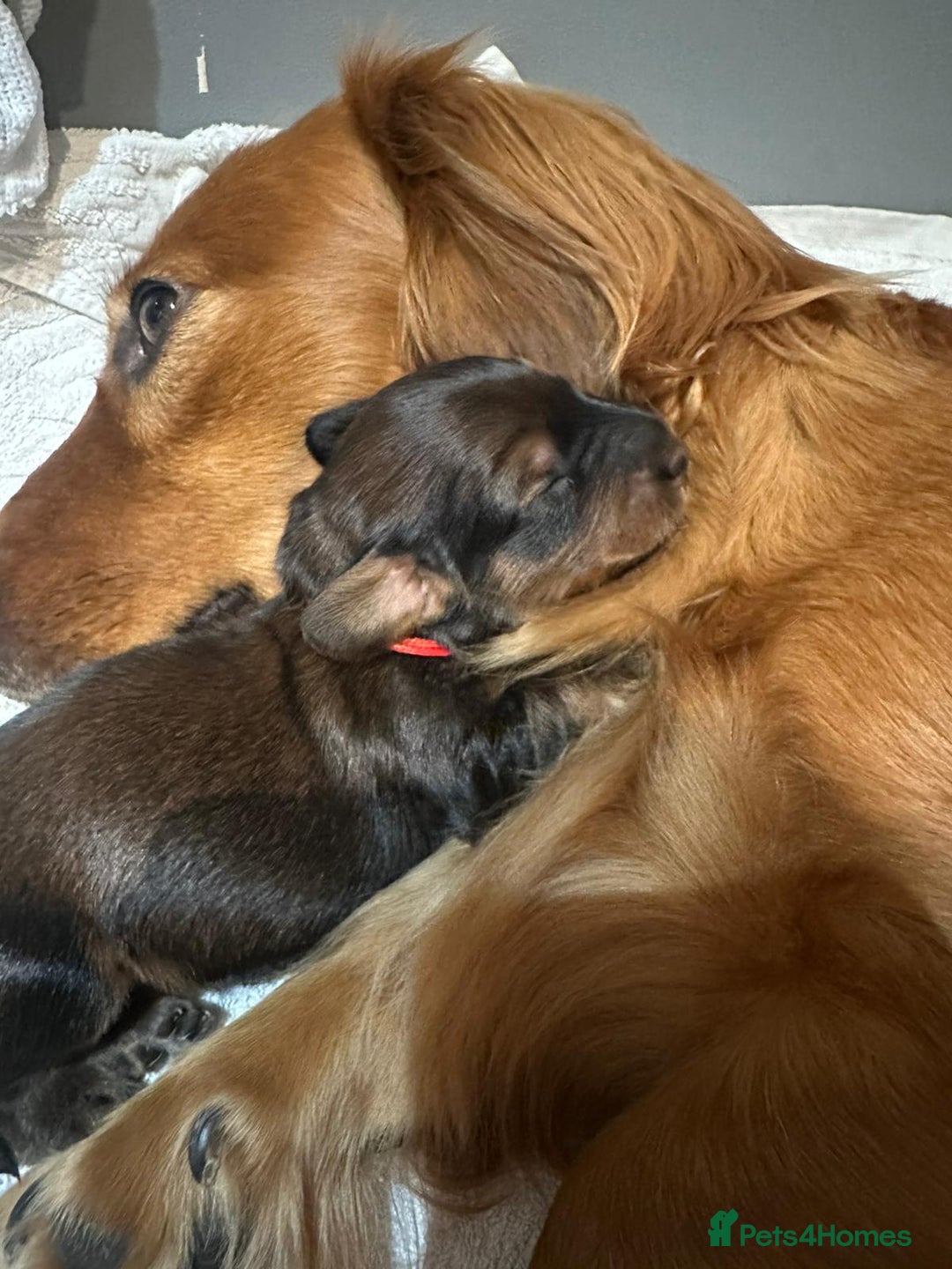 Dachshund dogs for sale: 5 beautiful long-haired Dachshunds pupps - Image 18