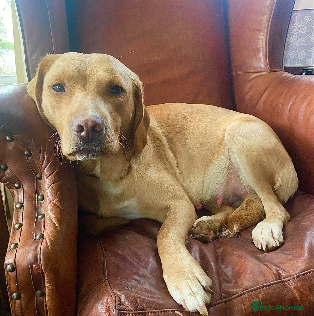 Springador dogs for sale: STUNNING SPRINGADOR PUPPIES  - Image 37