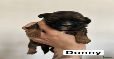 Shih Tzu dogs - Advert 4