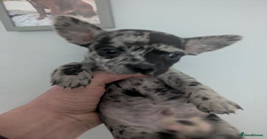 Chihuahua dogs Merle Chihuahua puppies  - Advert 3