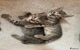 British Shorthair cats for sale: Boy and a girl kitten - Image 10
