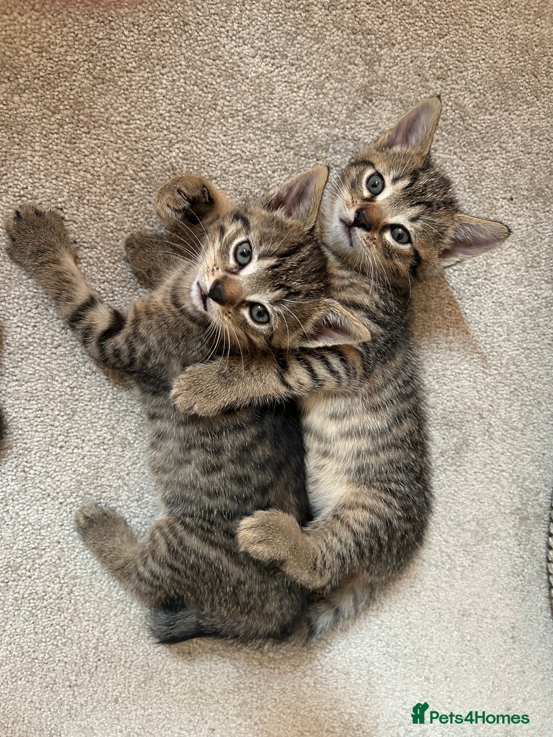 British Shorthair cats for sale: Boy and a girl kitten - Image 10