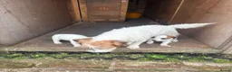 Jack Russell dogs for sale: 3 female Jack Russell puppies ready to go - Advert 14
