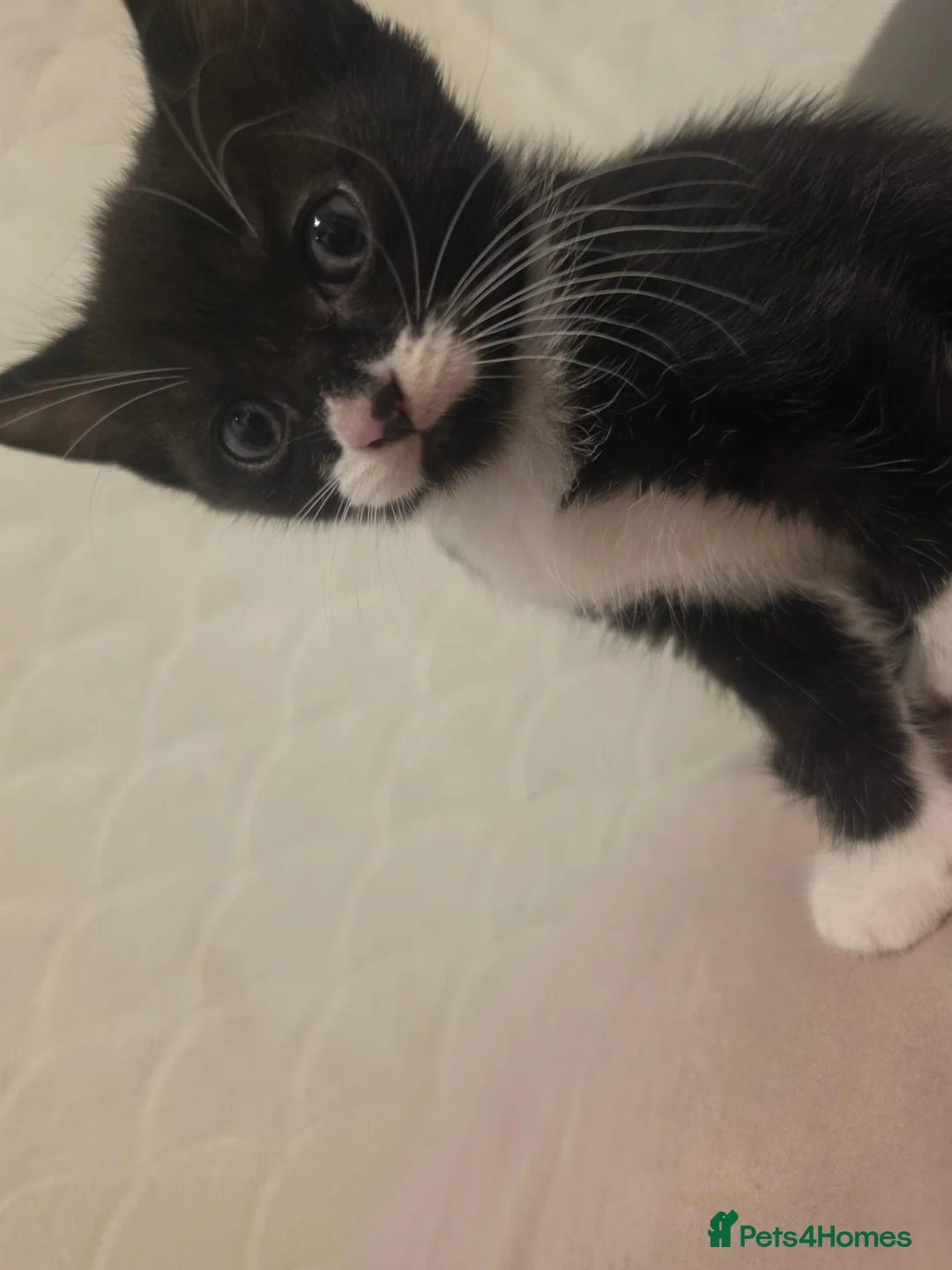 Mixed Breed cats for sale: 3 x beautifull kittens for sale - Advert 2
