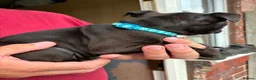 Staffordshire Bull Terrier dogs for sale: Kc reg Staffordshire bull terrier pups  in Leeds - Advert 6