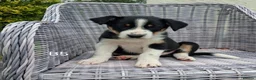 Border Collie dogs for sale: Adorable Puppies - Advert 16