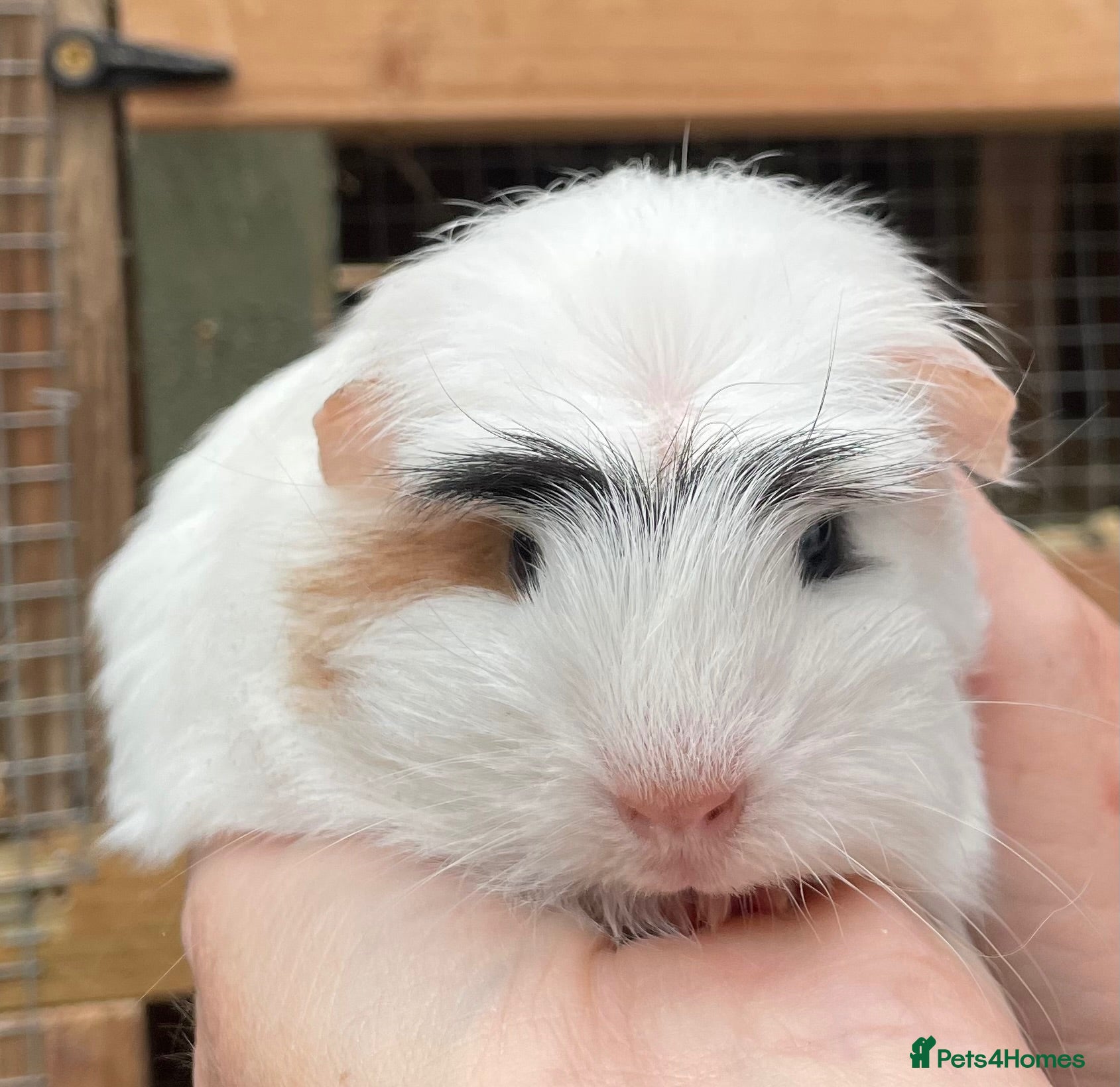 Guinea Pig rodents Sweet natured baby girl guinea pigs - Advert 6