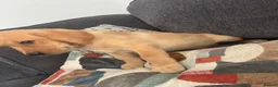 Labrador Retriever dogs for sale: Beautiful KC registered Labrador retriever puppies in Swansea - Advert 27