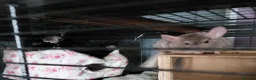 Chinchilla rodents for sale: Various chins for sale  - Advert 4