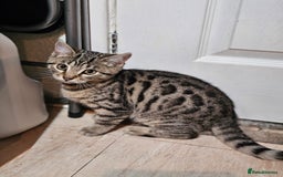 Bengal cats for sale: Bengal kittens  - Image 11