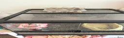 Frog reptiles for sale: Pecman frog in Reading - Advert 4
