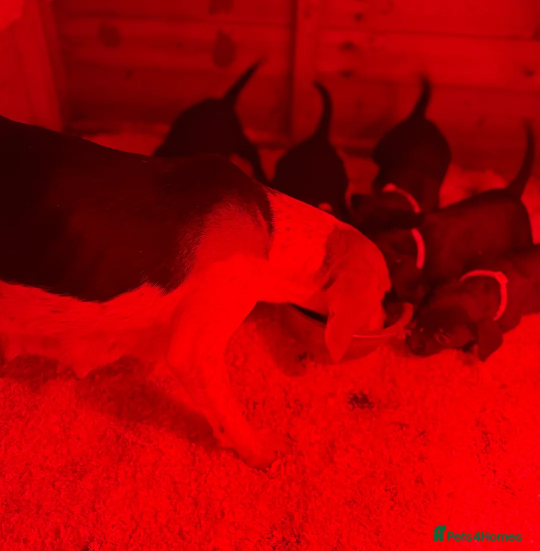 Mixed Breed dogs for sale: 9 playful beagledoor  - Advert 22