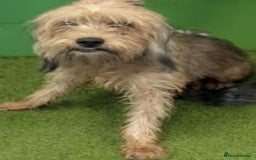 Yorkshire Terrier dogs for adoption: Affectionate 18mth Yorkie x Arabella in E.Sussex   - Image 2