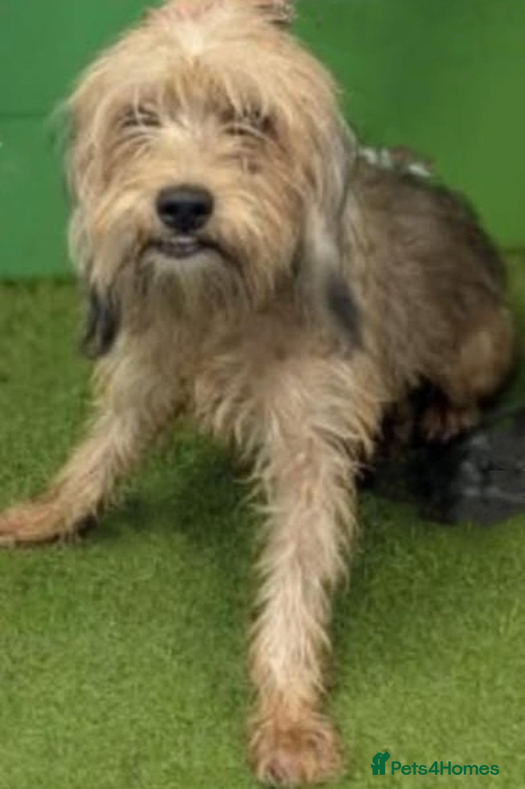 Yorkshire Terrier dogs for adoption: Affectionate 18mth Yorkie x Arabella in E.Sussex   - Image 2