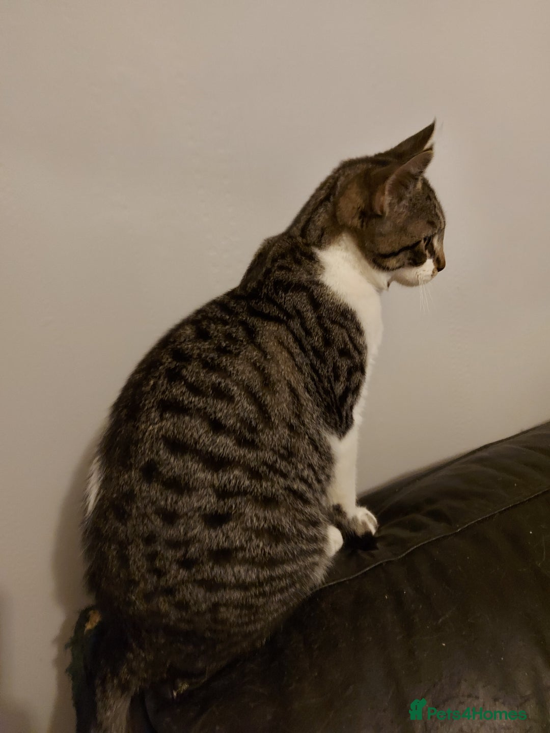 Maine Coon cats for sale: Maine coon x sphynx kittens - Image 24