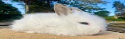 Lionhead rabbits for sale: Stunning double maned lionhead rabbits - Advert 14