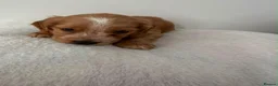 Cocker Spaniel dogs for sale: Cocker Spaniel Puppies  - Advert 8