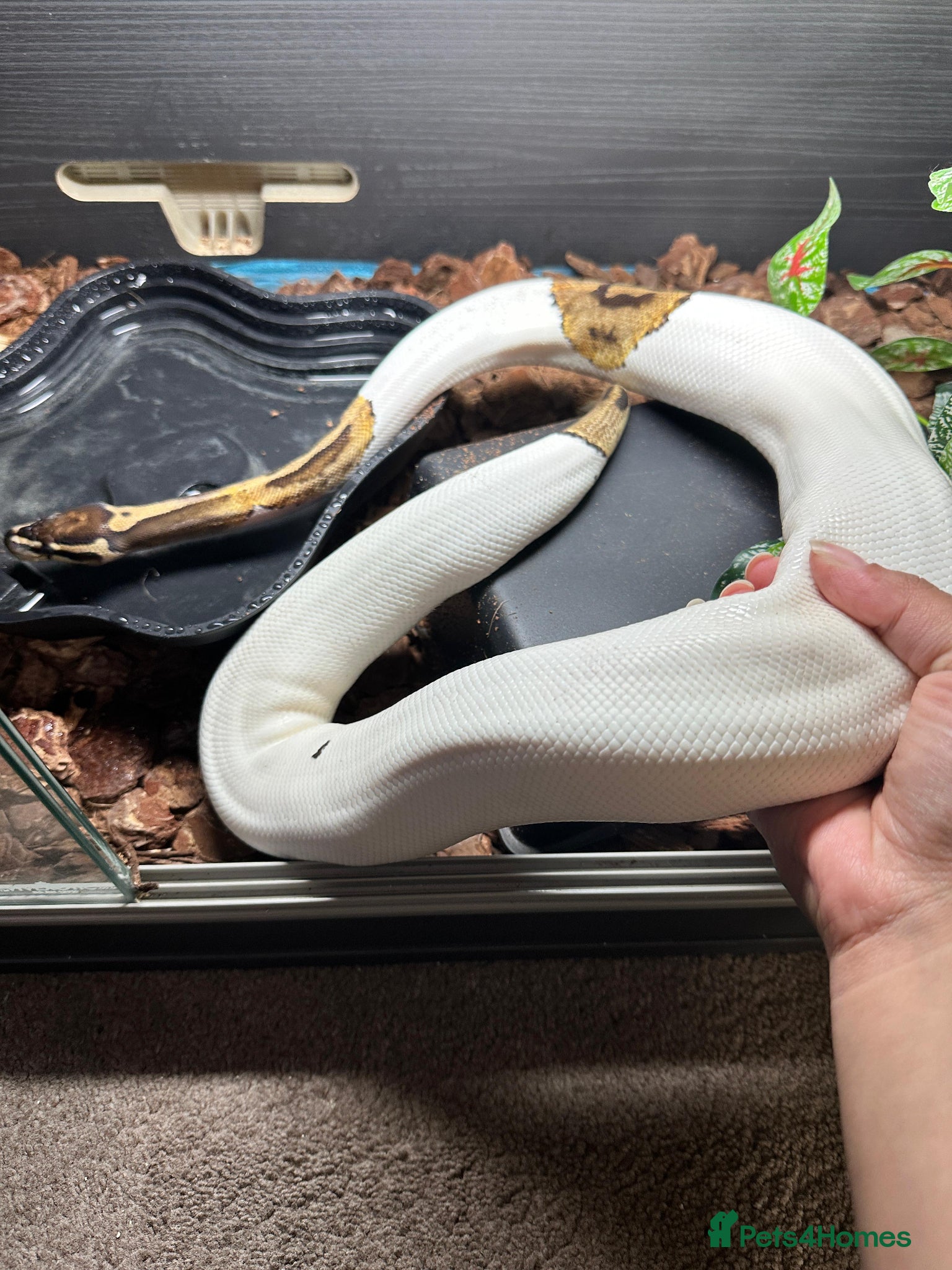 Python Snake reptiles Beautiful female Pied Royal python.  - Advert 3